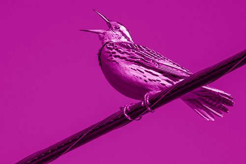 Singing Western Meadowlark Perched Atop Powerline Wire (Pink Shade Photo)