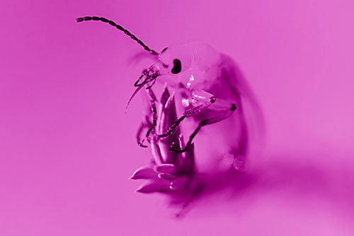 Sitting Blister Beetle Riding Plant Top (Pink Shade)