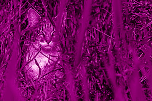 Sitting Cat Gazes Through Reed Grass (Pink Shade)