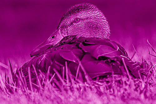 Sitting Mallard Duck Resting Among Grass (Pink Shade Photo)