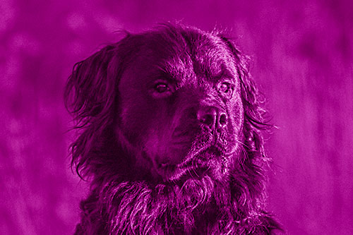 Sitting Rottweiler Dog Poses Among Sunrise (Pink Shade)