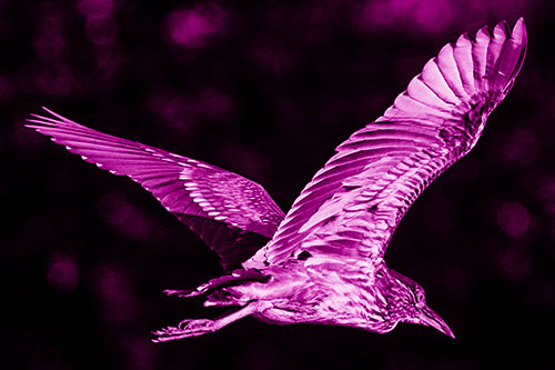 Skittish Black Crowned Night Heron Flying Towards Seclusion (Pink Shade)