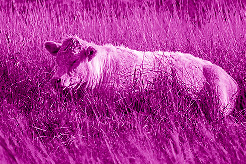 Sleeping Cow Resting Among Grass (Pink Shade)