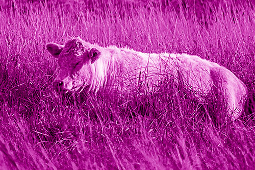 Sleeping Cow Resting Among Grass (Pink Shade Photo)