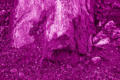 Slime Covered Rock Face Resting Along Shoreline (Pink Shade Photo)