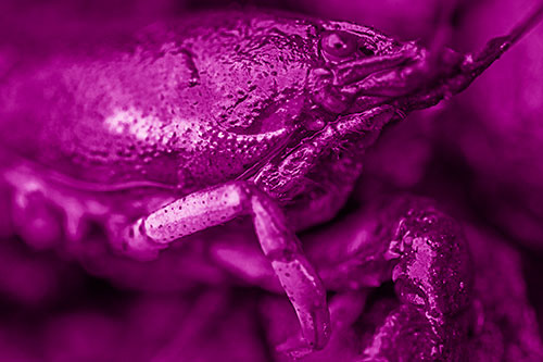 Slimy Wet Bulging Eyed Crayfish (Pink Shade Photo)