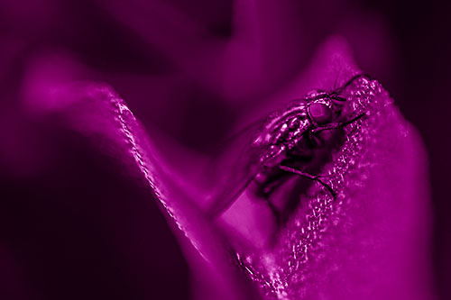 Sloping Cluster Fly Hangs Onto Leaf Petal (Pink Shade)