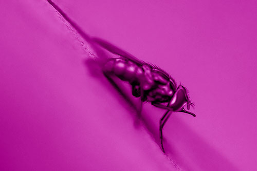 Sloping Perched Cluster Fly Cleaning Itself (Pink Shade)