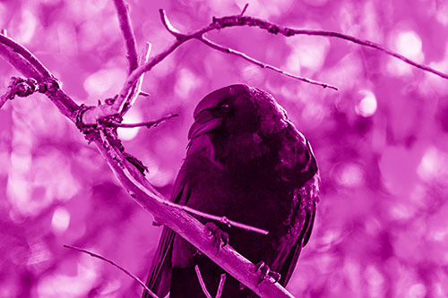 Sloping Perched Crow Glancing Downward Atop Tree Branch (Pink Shade Photo)