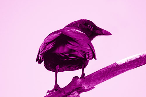 Sly Eyed Crow Glances Backward Among Tree Branch (Pink Shade Photo)