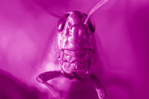 Smiling Grasshopper Enjoying Sunshine (Pink Shade)