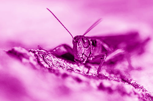 Smiling Grasshopper Grabbing Ahold Tree Stump (Pink Shade Photo)
