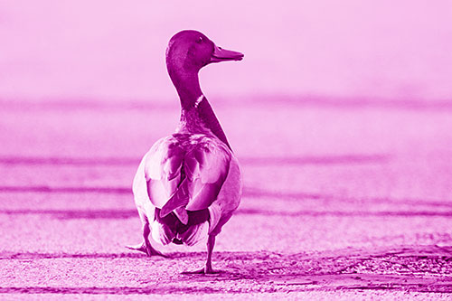 Smiling Mallard Duck Walking Down Sidewalk (Pink Shade)