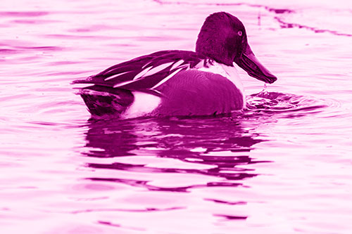 Smiling Northern Shoveler Duck Swimming Calm River Water (Pink Shade Photo)