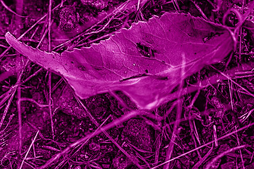 Smirking Fish Shaped Leaf Face Among Sticks (Pink Shade Photo)