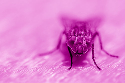 Smirking Open Mouthed Cluster Fly Watching Closely (Pink Shade)