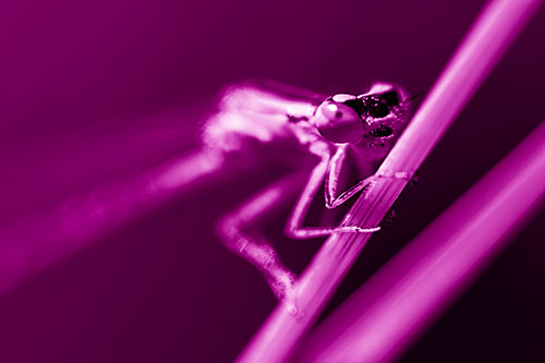 Snarling Damselfly Hangs Onto Grass Blade (Pink Shade)