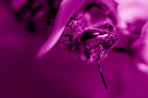 Snarling Honey Bee Clinging Flower Petal (Pink Shade Photo)