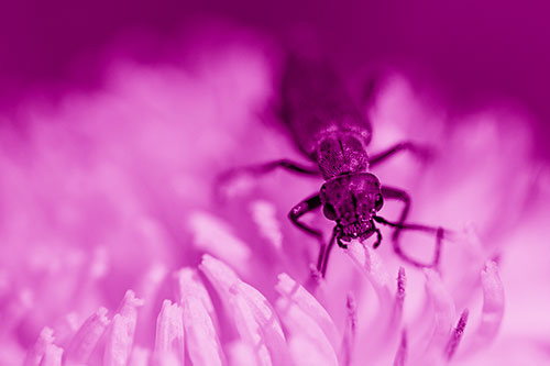 Snarling Oedemera Beetle Eating Dandelion Pollen (Pink Shade)