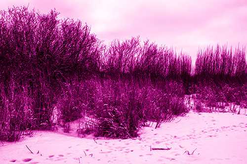 Snow Covered Tall Grass Surrounding Trees (Pink Shade Photo)