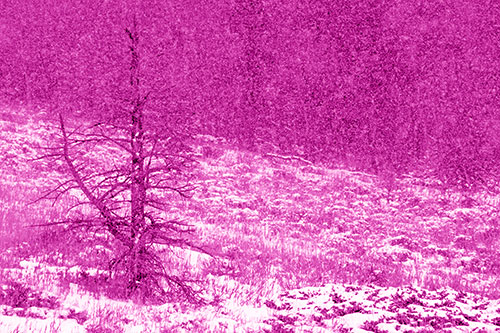 Snow Covers Dead Christmas Tree (Pink Shade Photo)