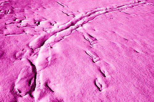 Snow Drifts Cover Footprint Trails (Pink Shade Photo)