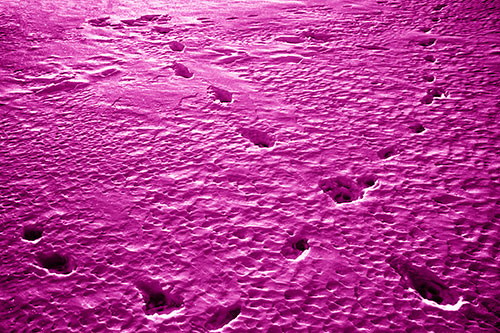 Snow Footprint Trails Crossing Paths (Pink Shade Photo)