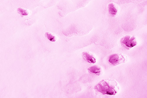 Snowy Animal Footprints Changing Direction (Pink Shade Photo)