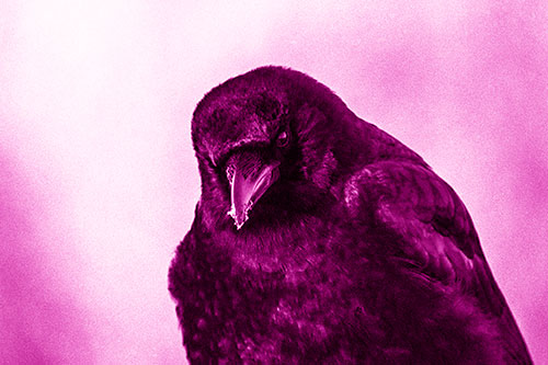 Snowy Beaked Crow Hunched Over (Pink Shade Photo)