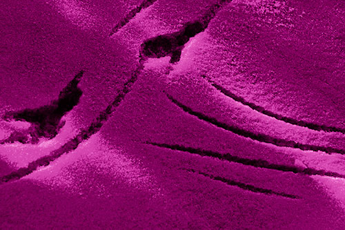 Snowy Bird Footprint Claw Marks (Pink Shade Photo)