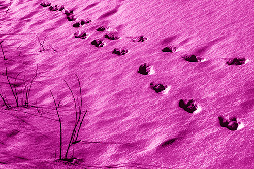 Snowy Footprints Along Dead Branches (Pink Shade Photo)