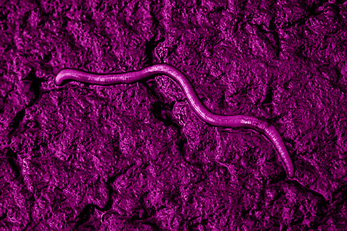 Soaked Earthworm Wiggles Across Wet Pavement (Pink Shade)
