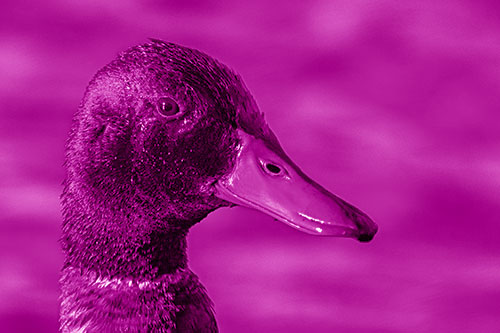 Soaked Male Mallard Duck Watching Among Lake (Pink Shade)
