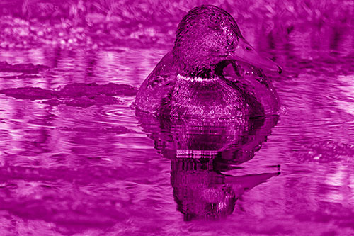 Soaked Mallard Duck Casts Pond Water Reflection (Pink Shade Photo)