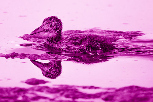 Soaked Mallard Duckling Swimming Past Algae (Pink Shade)