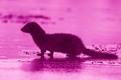 Soaked Mink Contemplates Swimming Across River (Pink Shade Photo)