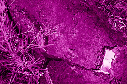 Soaked Puddle Mouthed Rock Face Among Plants (Pink Shade Photo)