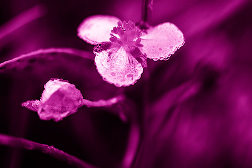 Soaking Wet Frogbit Flower Dew (Pink Shade Photo)