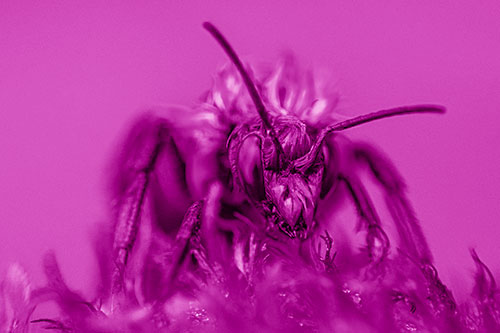 Soaking Wet Honey Bee Standing Atop Blanket Flower (Pink Shade)