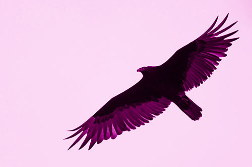Soaring Turkey Vulture Flying Among Sky (Pink Shade)