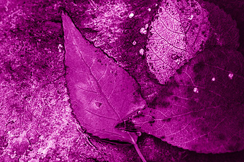 Soggy Cannibal Leaf Face Chewing Another Leaf (Pink Shade)