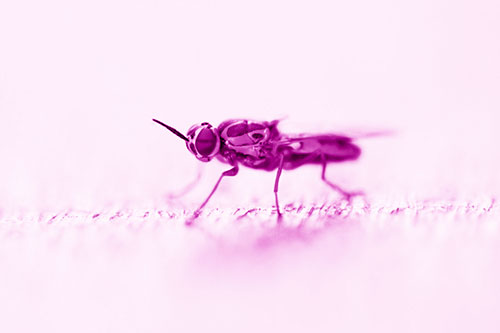 Soldier Fly Standing Still Among Light (Pink Shade)