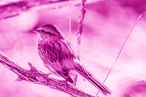 Song Sparrow Overlooking Water Pond (Pink Shade Photo)