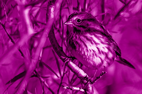 Song Sparrow Perched Along Curvy Tree Branch (Pink Shade Photo)