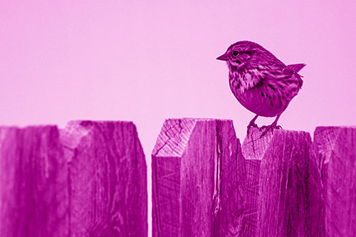 Song Sparrow Standing Atop Wooden Fence (Pink Shade)