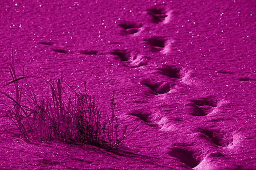 Sparkling Snow Footprints Across Frozen Lake (Pink Shade Photo)