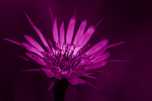 Spiky Salsify Flower Gathering Sunshine (Pink Shade Photo)