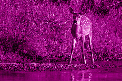 Spotted White Tailed Deer Standing Along River Shoreline (Pink Shade)