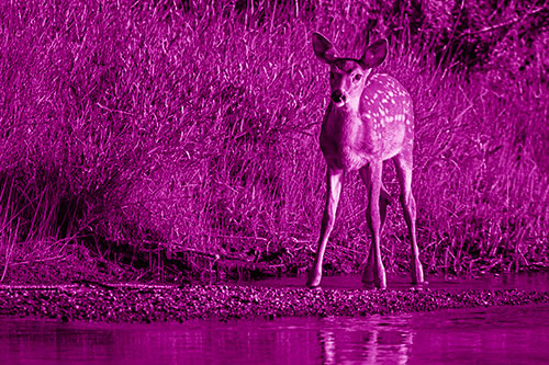 Spotted White Tailed Deer Standing Along River Shoreline (Pink Shade Photo)
