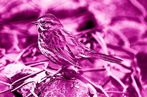 Squinting Song Sparrow Perched Atop Chain Link Fencing (Pink Shade Photo)